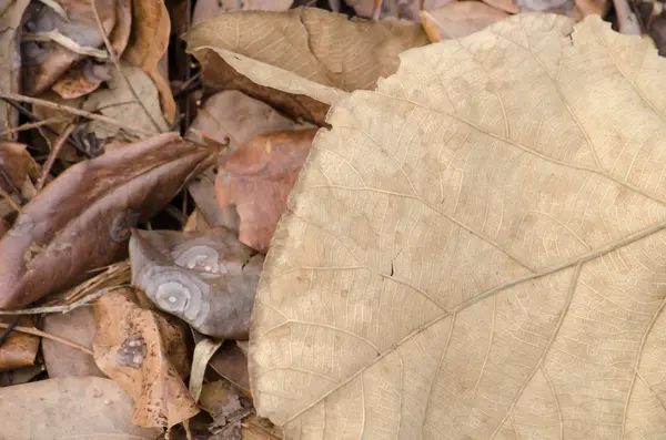 Brown leaf on the ground have disease — Stock Photo, Image