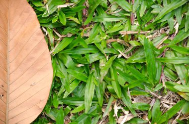 yerdeki kahverengi leaf hastalığı var