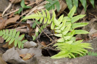 Nehri yakınında yerdeki yeşil eğreltiotu