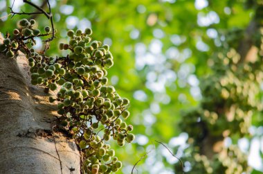 Ortak incir ormandaki meyvedir