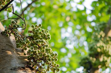 Ortak incir ormandaki meyvedir