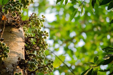 Ortak incir ormandaki meyvedir