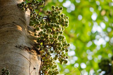 Ortak incir ormandaki meyvedir