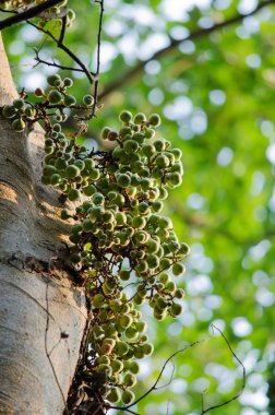 Ortak incir ormandaki meyvedir