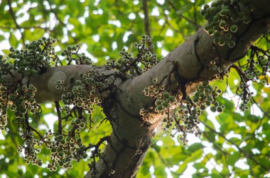 Ortak incir ormandaki meyvedir