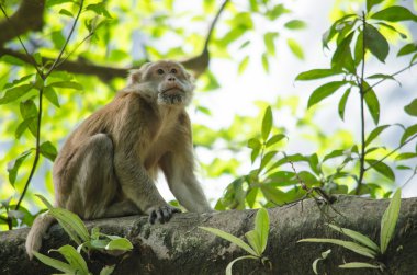 Assam makak ağaç üzerinde