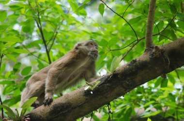 Assam makak ağaç üzerinde