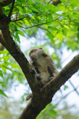 Assam makak ağaç üzerinde