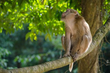Assam makak ağaç üzerinde
