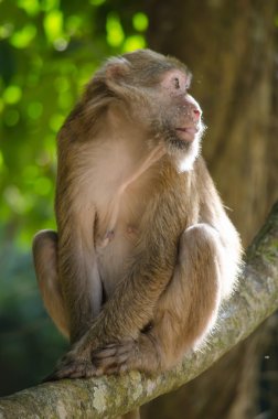 Assam makak ağaç üzerinde