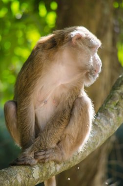 maymun ağaca tırmanmak için yemek friut ormanda