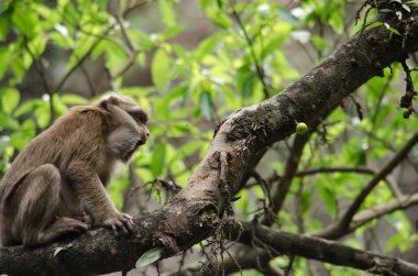 Assam makak ağaç üzerinde