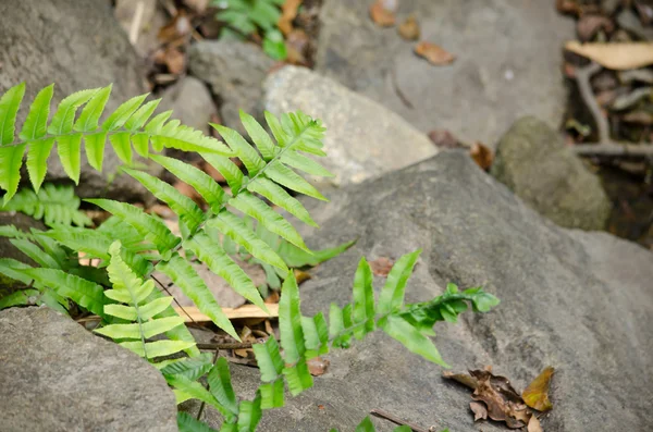 Grön ormbunke på marken nära floden — Stockfoto