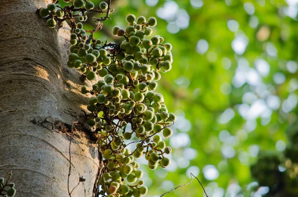 Ortak incir ormandaki meyvedir