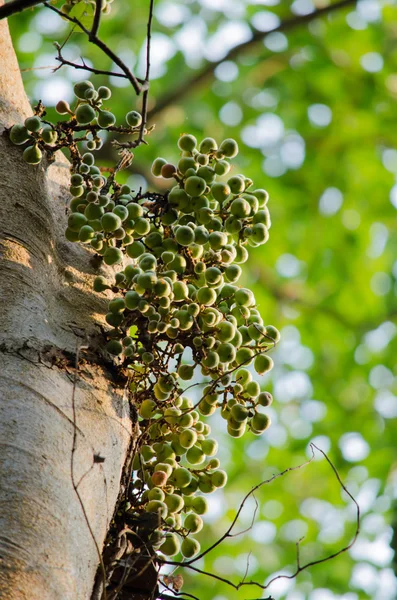 Ortak incir ormandaki meyvedir