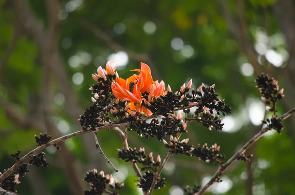 Orange flower in nature — Stock Photo, Image