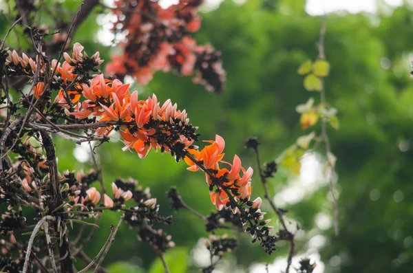 Orange flower in nature — Stock Photo, Image