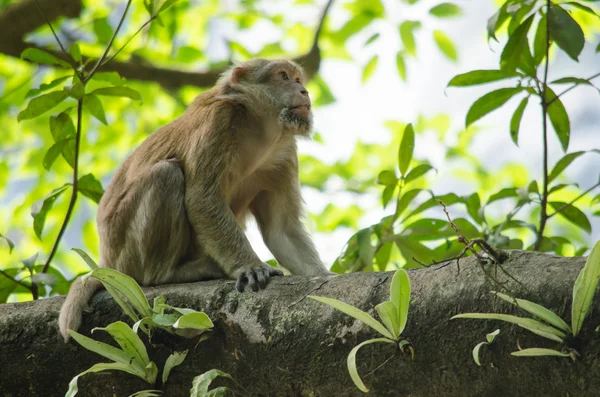 Assam makak ağaç üzerinde