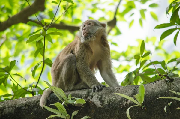 Assam makak ağaç üzerinde