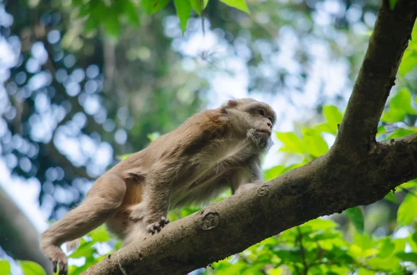 Assam makak ağaç üzerinde