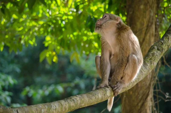 Assam makak ağaç üzerinde
