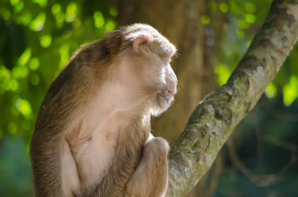 Assam makak ağaç üzerinde
