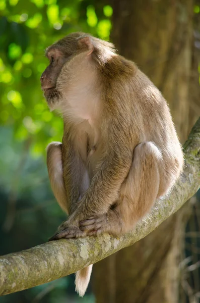 maymun ağaca tırmanmak için yemek friut ormanda