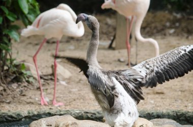 Pembe flamingo gölde yaşayan ve yeşil renkli var