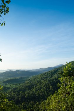Orman ve mavi gökyüzü arka plan olduğunu