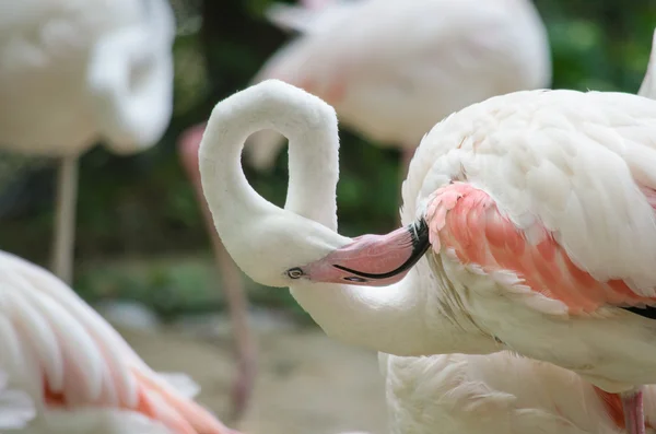 Flamingo rosa inlake — Fotografia de Stock