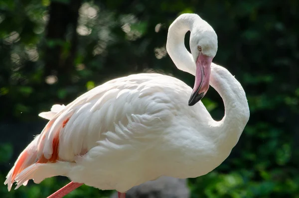 Flamingo rosa inlake — Fotografia de Stock