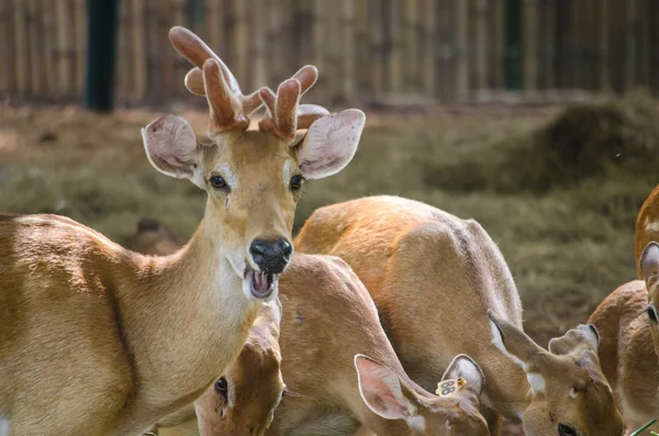 Eld 's Deer — стоковое фото