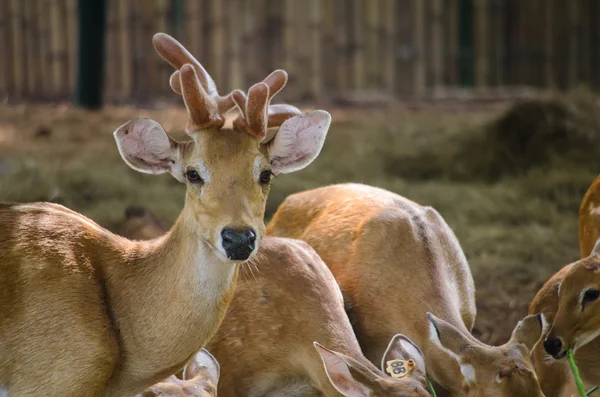 Der Hirsch — Stockfoto