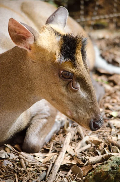 Fea muntjac est cerf — Photo