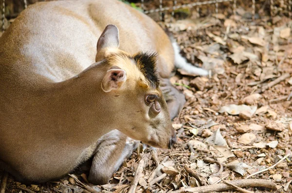 Fea muntjac est cerf — Photo