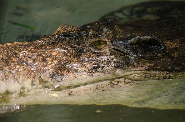 Timsah semiaquatic ve tatlı su h içinde toplanmasına eğilimindedir