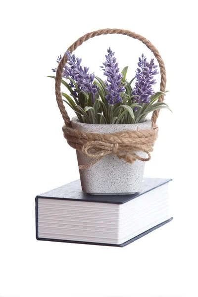 Lavendel in de pot op de doos — Stockfoto