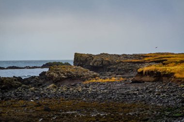 Volkanik kayalar ve altın otlarla dolu engebeli İzlanda kıyıları