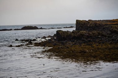 Deniz yosunu ve sakin okyanus dalgalarıyla İzlanda volkanik kıyı şeridi