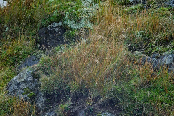 İzlanda kıyılarında yosun, ot ve kayalar yakın plan.