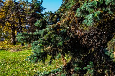Polan, Varşova parkında güneş ışığında yeşil çam dalları