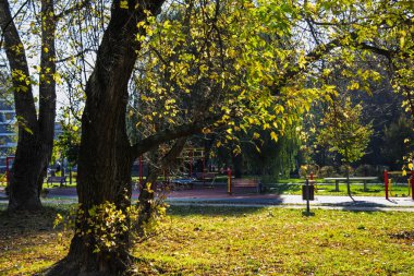 Huzurlu bir şehir parkında sonbahar ağaçları ve güneş ışığı