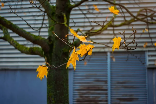 Çıplak ağaç dallarında sarı sonbahar yaprakları kentsel arka planda