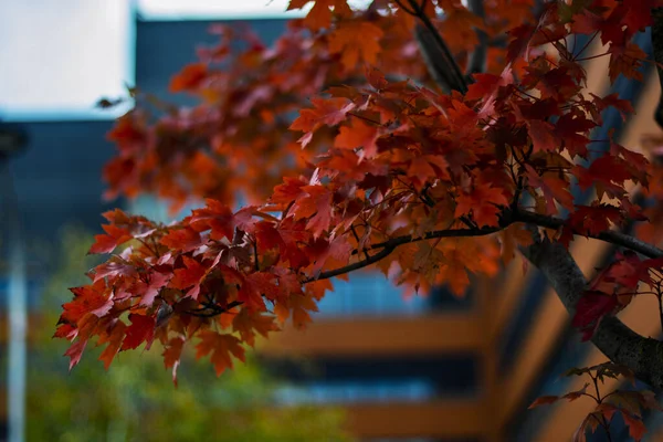 Yumuşak kentsel arka plana sahip ağaç dalında parlak kırmızı sonbahar akçaağaç yaprakları