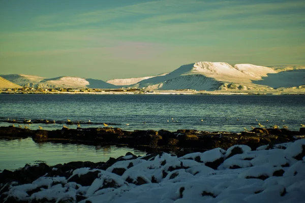 Kar dağları ve deniz kuşlarıyla kışın kıyı manzarası