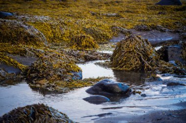 Deniz yosunu tepecikleri ve kayalık sahil kıyısındaki gelgit havuzları
