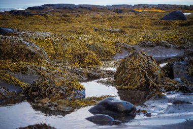 Kıyı yosunları gelgit havuzları ve kayalık kıyıları var.