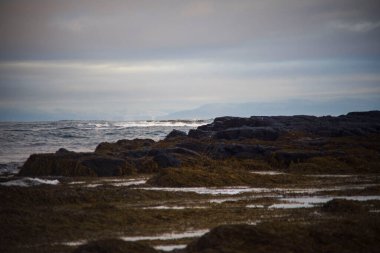 Deniz yosunu ve dalgalarıyla Rocky sahil şeridi