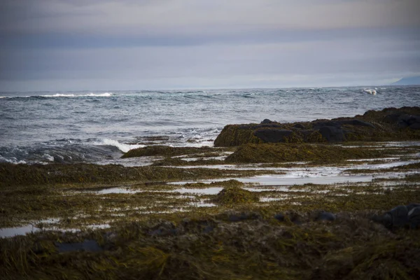 Deniz yosunlu ve okyanus dalgalı Rocky sahili.
