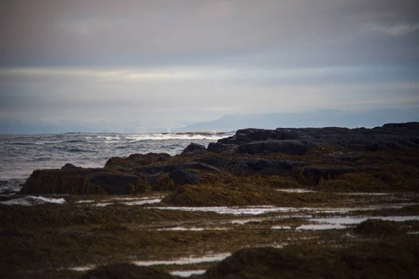 Deniz yosunu ve dalgalarıyla Rocky sahil şeridi